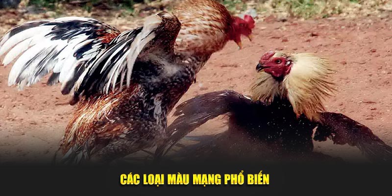 Các loại màu mạng phổ biến 