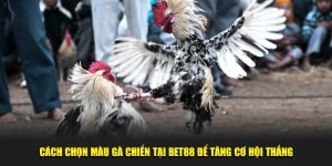 cách chọn màu gà chiến