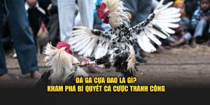 đá gà cựa dao là gì