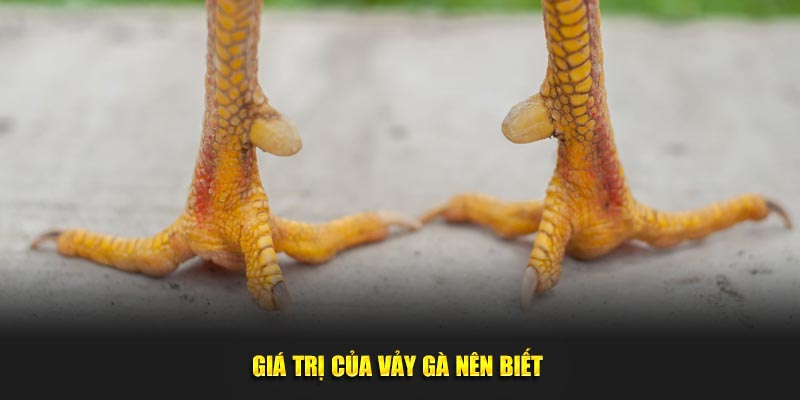 Giá trị của vảy gà nên biết 