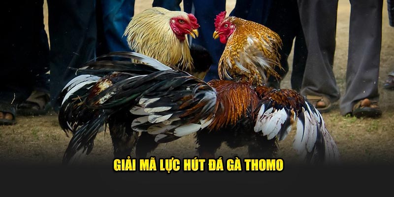 Giải mã lực hút đá gà Thomo