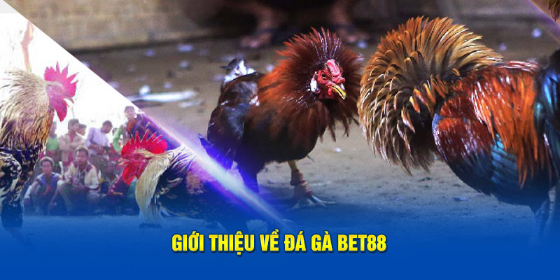 Giới thiệu về đá gà bet88