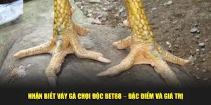 nhận biết vảy gà chọi