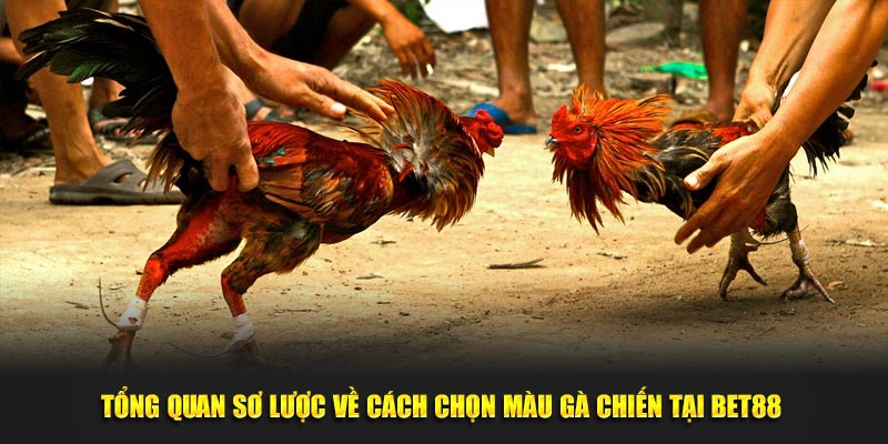  Tổng quan sơ lược về cách chọn màu gà chiến tại Bet88 